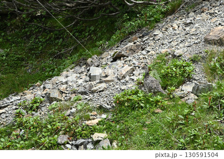 雷鳥、仙丈ヶ岳登山、山梨県 130591504