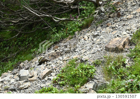 雷鳥、仙丈ヶ岳登山、山梨県 130591507
