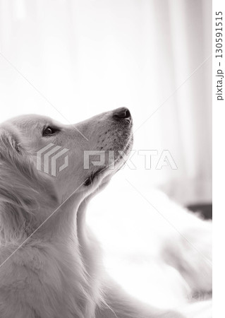 ゴールデンレトリーバーの横顔ポートレート ゴールデンレトリーバーの横顔ポートレート 130591515