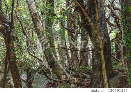 屋久島世界自然遺産の夏　木漏れ日が映える森 130591535