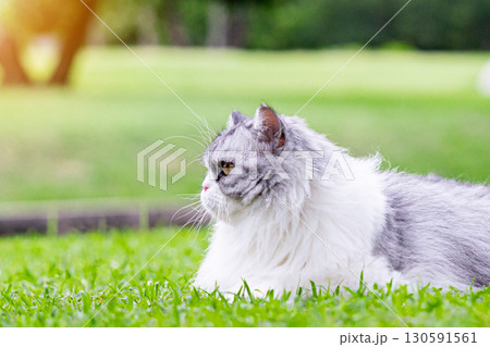 Cutest cat on green grass in public park 130591561