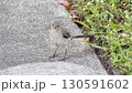 地面に降りたマネシツグミ 130591602