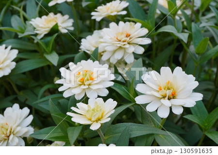 白いジニアの花が咲く花壇 可憐で清楚なガーデニング植物とナチュラルな癒しの風景 130591635