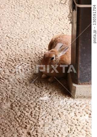 くつろいでいるうさぎ(月うさぎの里 ※石川県 加賀市) くつろいでいるうさぎ(月うさぎの里 ※石川県 加賀市) 130591704