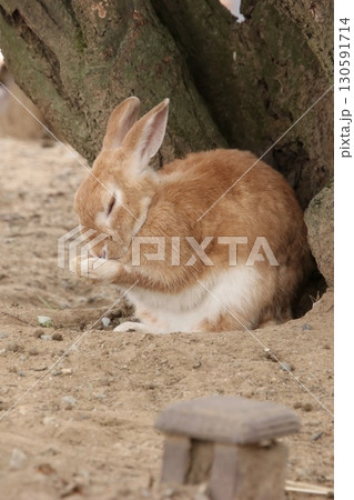 毛繕いをしているうさぎ(月うさぎの里 ※石川県 加賀市) 毛繕いをしているうさぎ(月うさぎの里 ※石川県 加賀市) 130591714