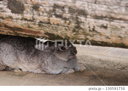 ベンチの下でくつろいでいるうさぎ（月うさぎの里　※石川県　加賀市） 130591738