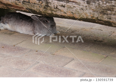 ベンチの下でくつろいでいるうさぎ（月うさぎの里　※石川県　加賀市） 130591739