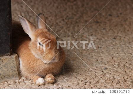 くつろいでいるうさぎ（月うさぎの里　※石川県　加賀市） 130591756