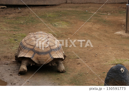 歩いているリクガメの後ろ姿（月うさぎの里　※石川県　加賀市） 130591773