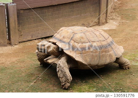 歩いているリクガメ（月うさぎの里　※石川県　加賀市） 130591776
