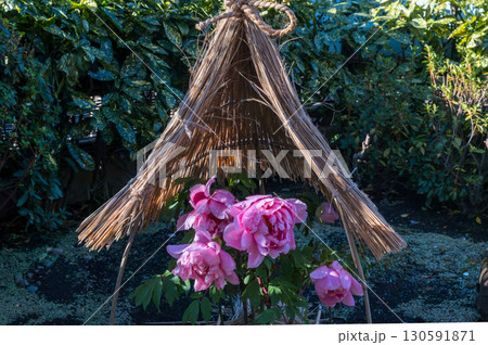 薦かぶりの牡丹 130591871