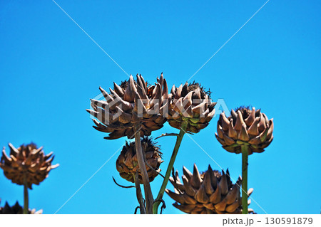 花が終わり茶色に変色したアーティチョーク（夏、七月） 130591879