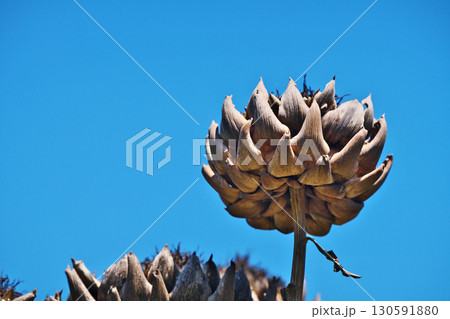 花が終わり茶色に変色したアーティチョーク（夏、七月） 130591880