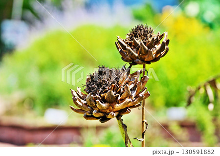 花が終わり茶色に変色したアーティチョーク(夏、七月) 花が終わり茶色に変色したアーティチョーク(夏、七月) 130591882
