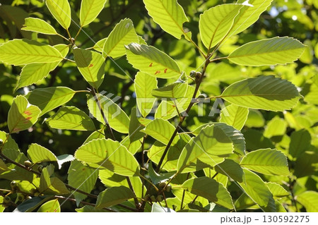 自然　植物　アラカシ、下から見ると。先半分ほどに鋸歯を持つ大き目の葉。葉脇に目立たない団栗 130592275