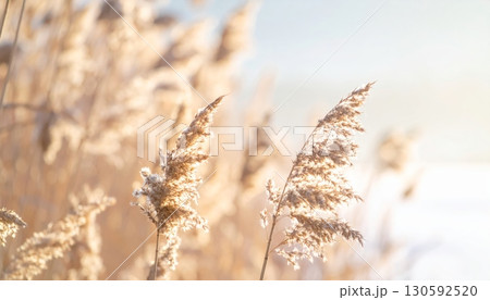 Field of Dry Wildflowers Field of Dry Wildflowers 130592520
