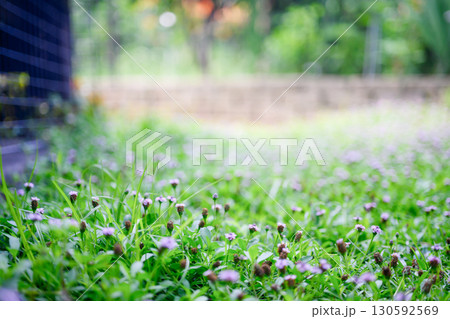 庭の花 庭の花 130592569