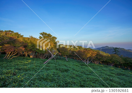 正木峠で見た朝日を浴びて輝く木々の情景 正木峠で見た朝日を浴びて輝く木々の情景 130592681