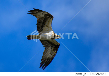 大空を舞うミサゴ 130592846