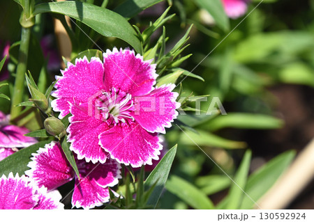 石竹（唐撫子） 130592924