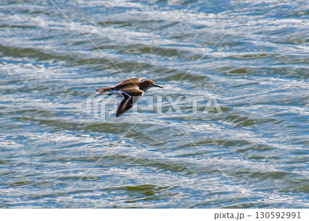 海の上を飛翔するイソシギ 海の上を飛翔するイソシギ 130592991