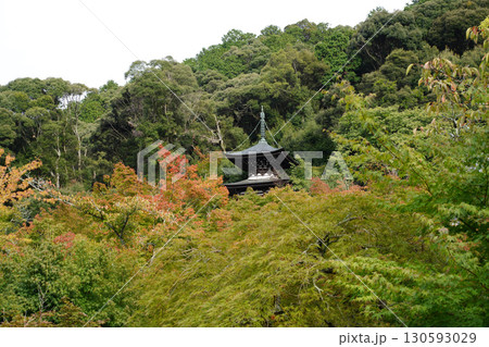 京都の寺院の庭園の赤く色づいた楓の葉 130593029
