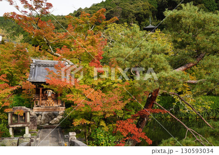 京都の寺院の庭園の赤く色づいた楓の葉 京都の寺院の庭園の赤く色づいた楓の葉 130593034