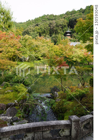 京都の寺院の庭園の赤く色づいた楓の葉 京都の寺院の庭園の赤く色づいた楓の葉 130593048