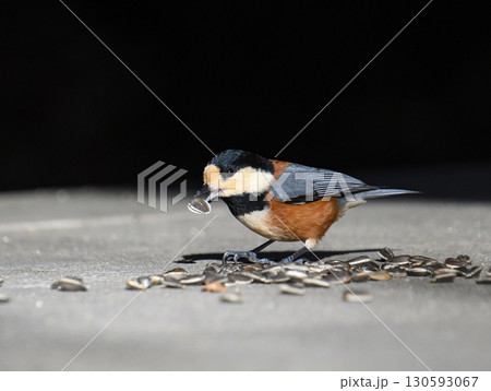 ヒマワリの種を啄ばむヤマガラ 130593067