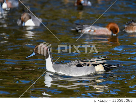池で泳ぐオナガガモのオス 130593069