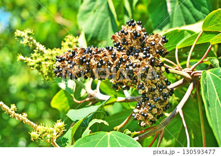 アカメガシワの黒い種子（夏、八月） 130593477