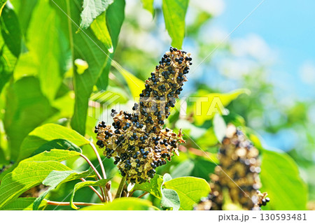 アカメガシワの黒い種子(夏、八月) アカメガシワの黒い種子(夏、八月) 130593481