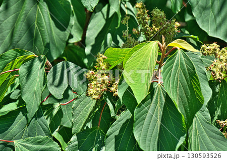 アカメガシワの若い緑色の果実（夏、七月） 130593526