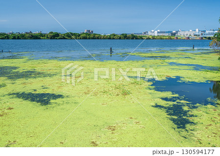 水草に覆われた淀川の水辺 大阪市 水草に覆われた淀川の水辺 大阪市 130594177