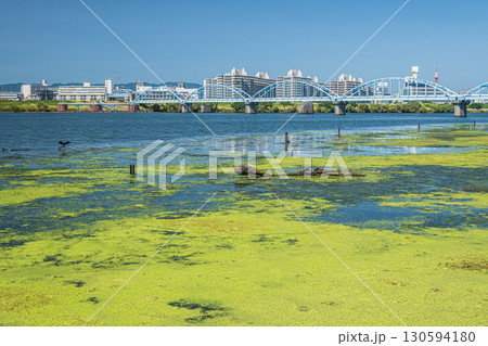 水草に覆われた淀川の水辺　大阪市 130594180