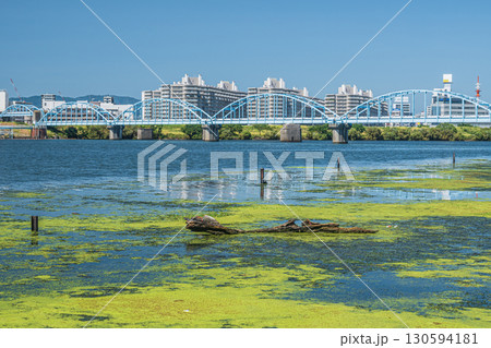 水草に覆われた淀川の水辺　大阪市 130594181