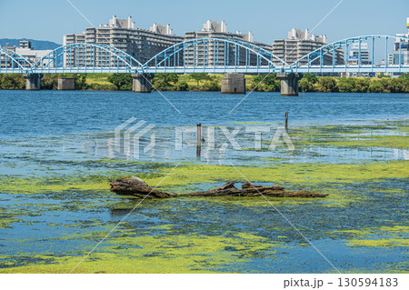 水草に覆われた淀川の水辺　大阪市 130594183