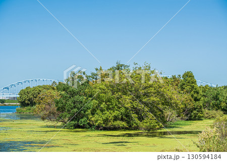 水草に覆われた淀川の水辺 大阪市 水草に覆われた淀川の水辺 大阪市 130594184