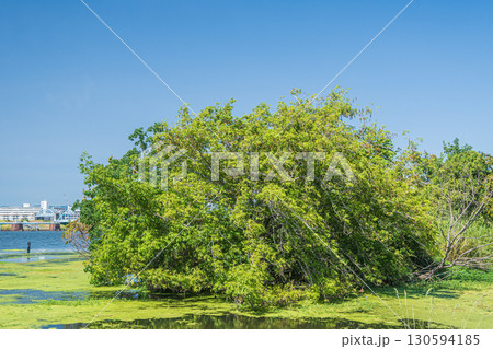 水草に覆われた淀川の水辺 大阪市 水草に覆われた淀川の水辺 大阪市 130594185