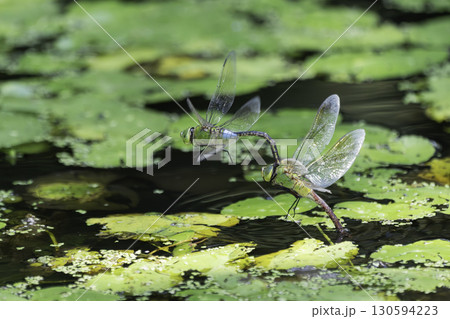蓮のある池で産卵しているギンヤンマ 130594223