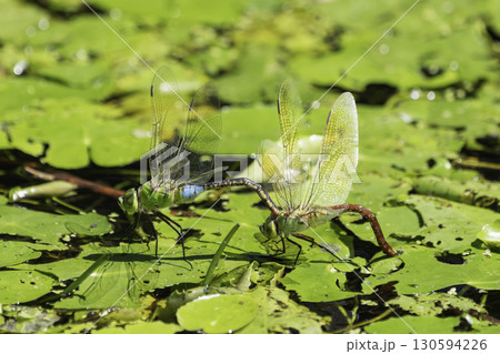蓮のある池で産卵しているギンヤンマ 130594226