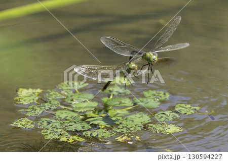 蓮のある池で産卵しているギンヤンマ 130594227