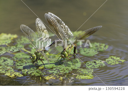 蓮のある池で産卵しているギンヤンマ 130594228