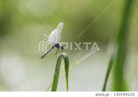 水辺の草にとまるトンボ 130594229