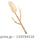Watercolor Illustration of a Cattail Plant 130594516