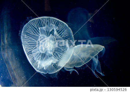 水族館 水槽の中を漂うぐクラゲ 水族館 水槽の中を漂うぐクラゲ 130594526