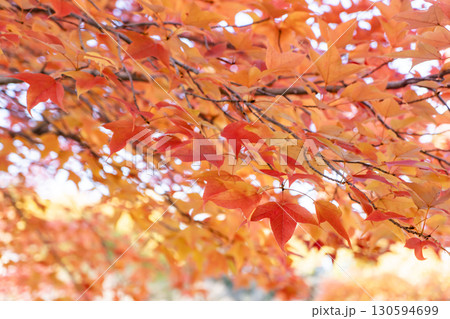 楓の鮮やかな紅葉 130594699