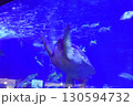 水族館　水槽の中を気持ちよさそうに泳ぐ亀 130594732