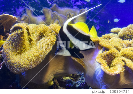 水族館　水槽の中を泳ぐオニハタタテダイ 130594734
