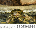 水面から顔を出すカメ 130594844